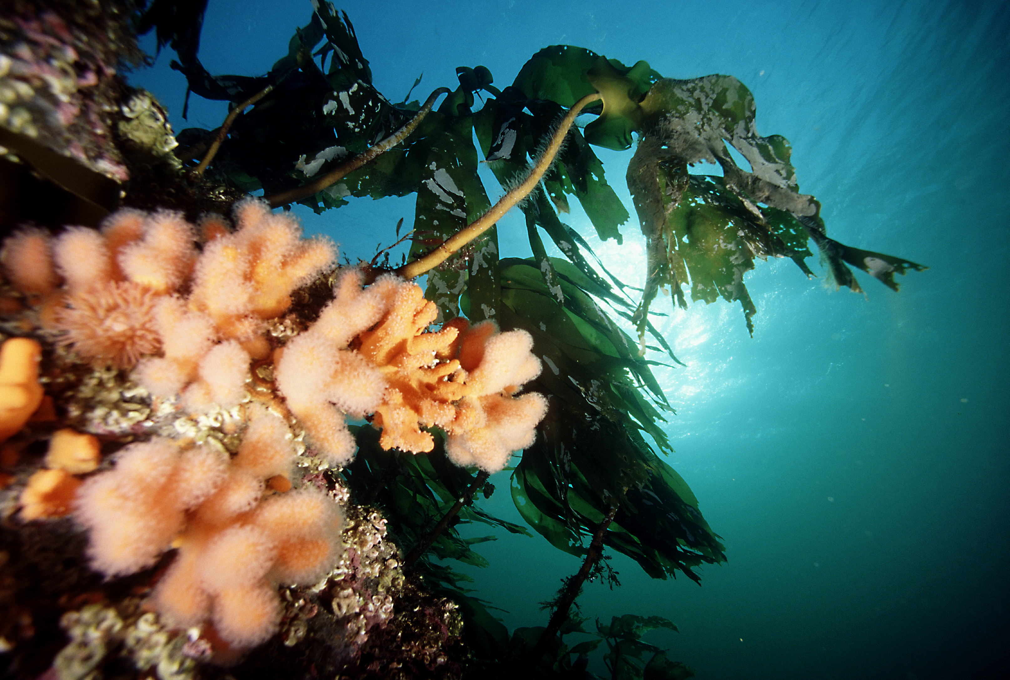 Sea Kelp and Aloe - Click Image to Close