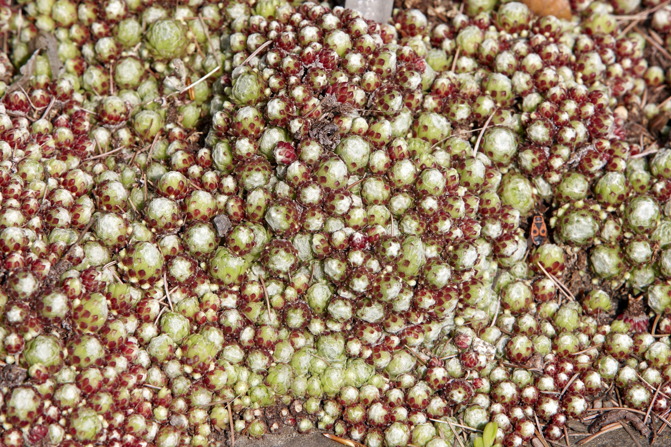 AHA Deep Exfoliation w/Jojoba Beads